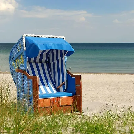 Strandaster In Dahme-ostsee-infrarotkabine -whirlwanne