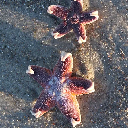 Strandaster In Dahme-ostsee-infrarotkabine -whirlwanne